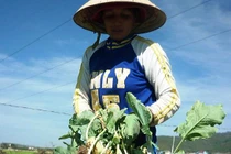 Bắp cải, cà rốt Đà Lạt cũng bị “đánh cắp” thương hiệu