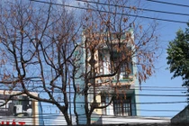 Đi tìm nguyên nhân cây xanh chết bất thường