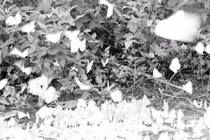 Lý giải hiện tượng bướm bay kín đường ở Thanh Hoá