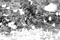 Lý giải hiện tượng bướm bay kín đường ở Thanh Hoá