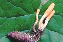 Đông trùng hạ thảo tốt cho người ung thư?