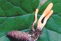 Đông trùng hạ thảo tốt cho người ung thư?