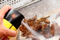Thuốc diệt côn trùng: Phơi nhiễm kéo dài gây ngộ độc