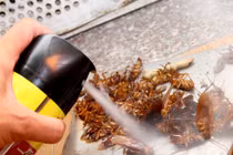 Thuốc diệt côn trùng: Phơi nhiễm kéo dài gây ngộ độc