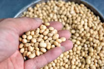 Những tác dụng không tốt của đậu nành