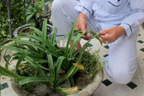 Quảng Trị: Bí ẩn lá cây giúp nam nữ... ngừa thai