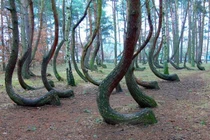 Bí ẩn khu rừng cây cong ở Ba Lan