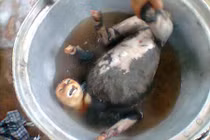 Thú mua vui man rợ và xa xỉ của đại gia Việt