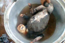 Thú mua vui man rợ và xa xỉ của đại gia Việt