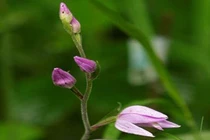 Hoa lan 70 năm nở 1 lần