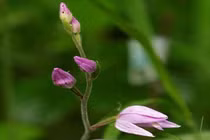 Hoa lan 70 năm nở 1 lần