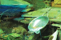 Chuột lúc nhúc chui từ bồn cầu lên phá nhà, cắn người