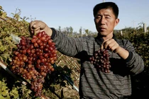 Thực hư về rau quả “khủng” trồng bằng công nghệ vũ trụ