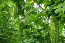 10 món ăn bài thuốc trị đái tháo đường