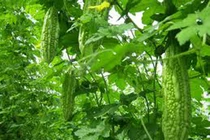 10 món ăn bài thuốc trị đái tháo đường