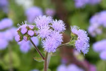 Kinh nghiệm chữa viêm mũi dị ứng