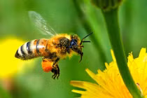 Mật ong rừng có tác dụng tốt nhất?