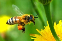 Mật ong rừng có tác dụng tốt nhất?