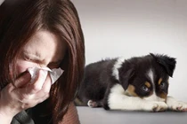 Giun đũa chó có thể gây mù cho người