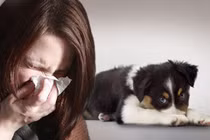 Giun đũa chó có thể gây mù cho người