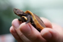 Ảnh độc: Rùa quý hiếm nhất VN chào đời ở Anh