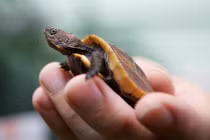 Ảnh độc: Rùa quý hiếm nhất VN chào đời ở Anh