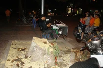 Phượng cổ thụ giữa phố Thủ đô bị đốn hạ