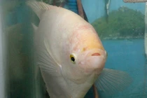 Nuôi cá nào để diệt ấu trùng muỗi?