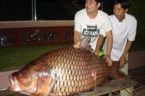 Nửa đêm xem săn cá &#146;trăm triệu&#146; trên sông Cửu Long