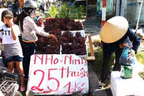 Nho Trung Quốc lại “biến hóa” thành nho...Ninh Thuận