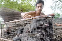 Nghịch lý 1kg chuột = 3kg cá tra