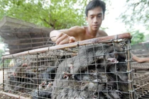 Nghịch lý 1kg chuột = 3kg cá tra