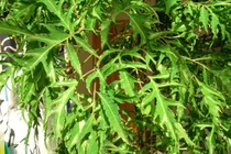 Đinh lăng chữa mẩn ngứa do dị ứng