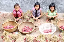 Vàng ở đảo giấu vàng