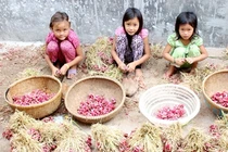 Vàng ở đảo giấu vàng