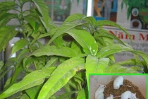 Với bệnh ung thư – cây hoàn ngọc đã được chứng minh