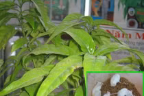 Với bệnh ung thư – cây hoàn ngọc đã được chứng minh