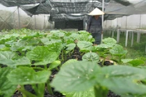 Thị trường rau an toàn: Khi cung - cầu không gặp nhau