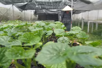 Thị trường rau an toàn: Khi cung - cầu không gặp nhau