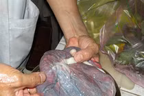 Ký sinh trùng, mầm bệnh từ “thần dược” 