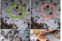 Kinh hoàng sâu lúc nhúc trong gối ruột đỗ xanh cho bé