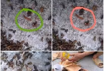 Kinh hoàng sâu lúc nhúc trong gối ruột đỗ xanh cho bé