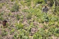 Video: Giữa trưa nắng 40 độ, bộ đội ôm súng AK truy tìm sát nhân