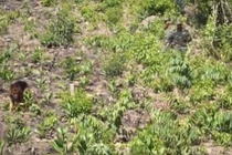 Video: Giữa trưa nắng 40 độ, bộ đội ôm súng AK truy tìm sát nhân