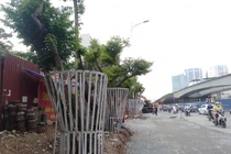 Hà Nội: Mặc “áo giáp sắt” cho hàng sưa đỏ quý hiếm vì lo mất trộm