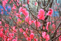 Lịch nghỉ Tết Nguyên đán thay đổi, người lao động hưởng lương thế nào?