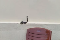 Video: Nhiều rắn hổ mang, cạp nia cực độc xuất hiện trong nhà sau lũ