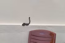 Video: Nhiều rắn hổ mang, cạp nia cực độc xuất hiện trong nhà sau lũ