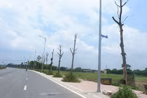 Hà Nội: Dân bức xúc vì hàng cây chết khô trên con đường trăm tỷ