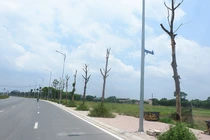Hà Nội: Dân bức xúc vì hàng cây chết khô trên con đường trăm tỷ